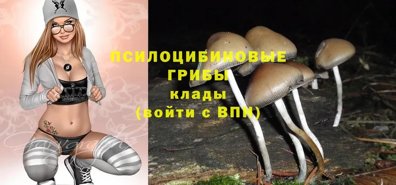 Псилоцибиновые грибы Magic Shrooms  Богородск 